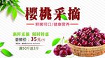 樱桃采摘
