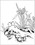 水仙花线描 水仙花白描 水仙花