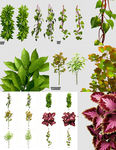 绿色藤条植物