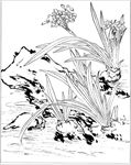 水仙花线描 水仙花白描 水仙花
