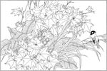 芙蓉花线描 芙蓉花白描 芙蓉花