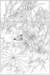 芙蓉花线描 芙蓉花白描 芙蓉花