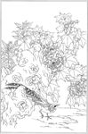 芙蓉花线描 芙蓉花白描 芙蓉花