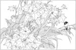 芙蓉花线描 芙蓉花白描 芙蓉花