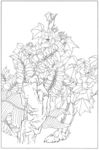 芙蓉花线描 芙蓉花白描 芙蓉花