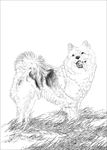 名犬线描 名犬白描 名犬素描