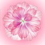 粉色花朵 水墨花朵 樱花 花卉