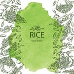 大米主食手绘素描设计素材