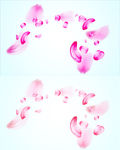 花瓣