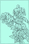 菊花线描 菊花白描 菊花素描