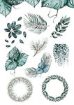 植物插画