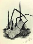 花绘插图