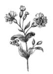 素描花卉