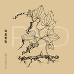 穿龙薯蓣