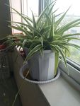 绿色植物 花草 绿色 植物 阳