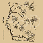 走游草