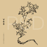 丁癸草