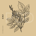 白蜡树