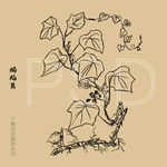 蝙蝠葛