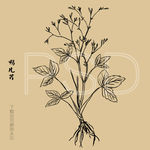 鸭儿芹