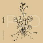 虎耳草