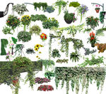 园林绿化植物图