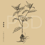 茅苍术
