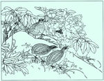 牡丹花线描 牡丹花白描 牡丹花