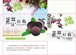 杨梅彩盒