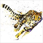 猎豹