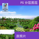 玫瑰花丛PS
