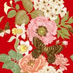 手绘矢量花卉牡丹