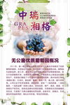 无公害优质葡萄园概况海报介绍