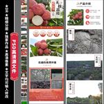 荔枝水果详情页 无核 红色