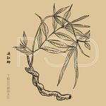 滇杠柳