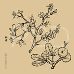 枸橘