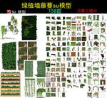 绿植墙藤蔓