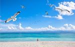 海景海风蓝天白云海鸥大海艺术墙