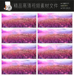 唯美浪漫迷幻欧式紫色花朵视频
