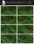 深山野林风景实拍视频素材视频