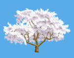 樱花树