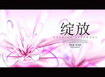 绽放