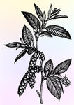 本草植物