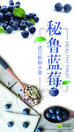 蓝莓海报