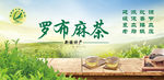 罗布麻茶