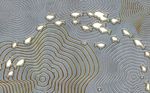 现代唯美立体3D鱼群树轮背景墙