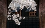 中式花卉背景墙