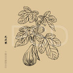 无花果