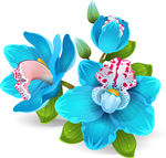 精美花朵花卉矢量素材图