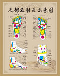足部神经反射区示意图